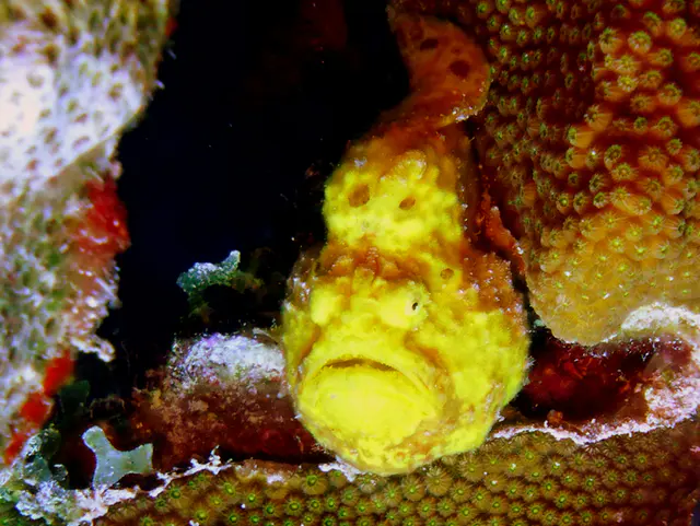 Underwater photograph by Joel Bergsma