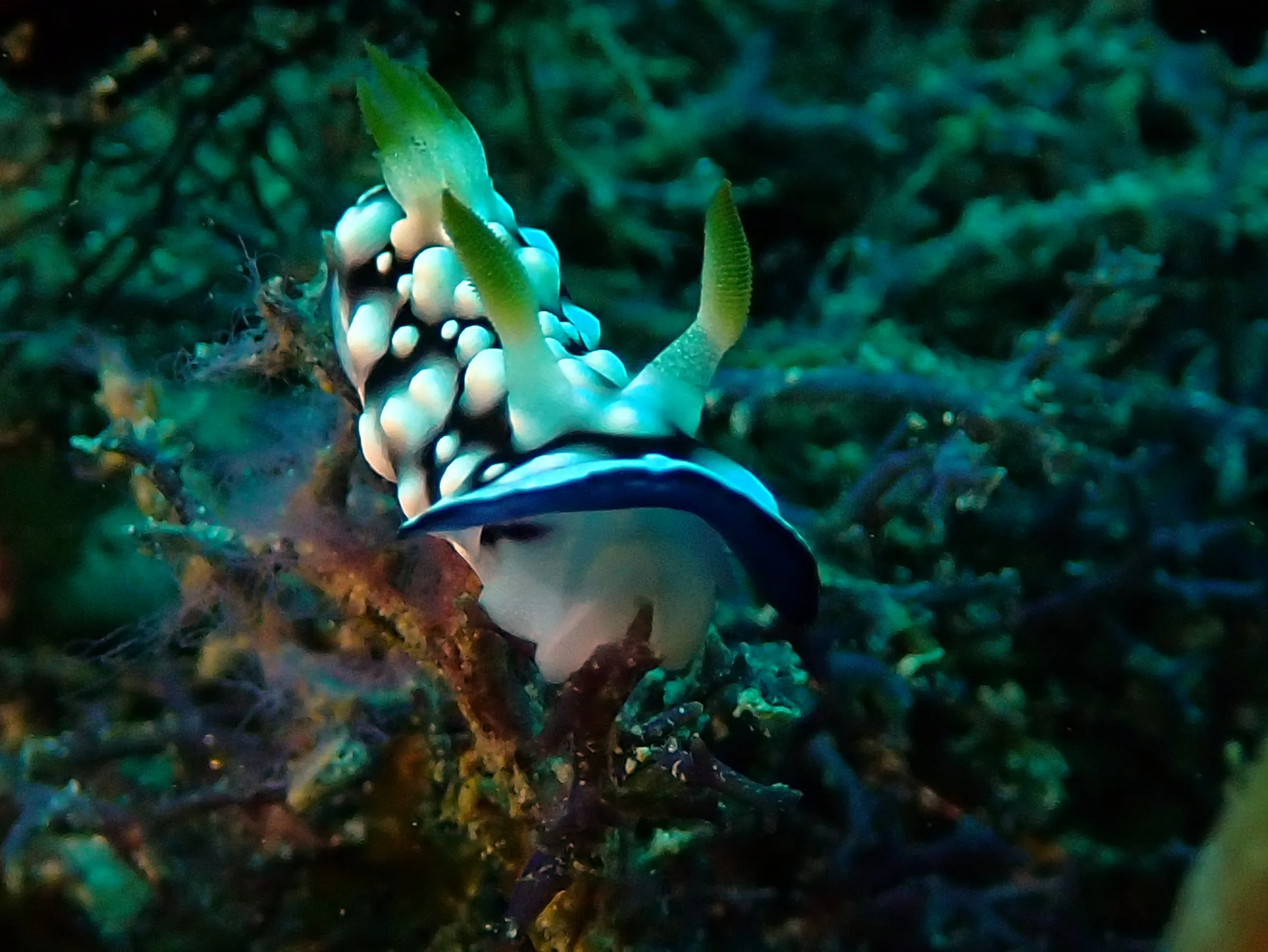 Philippines underwater photograph, 2024