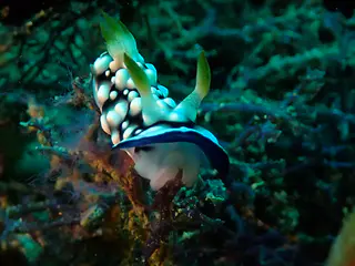 Underwater photograph by Joel Bergsma