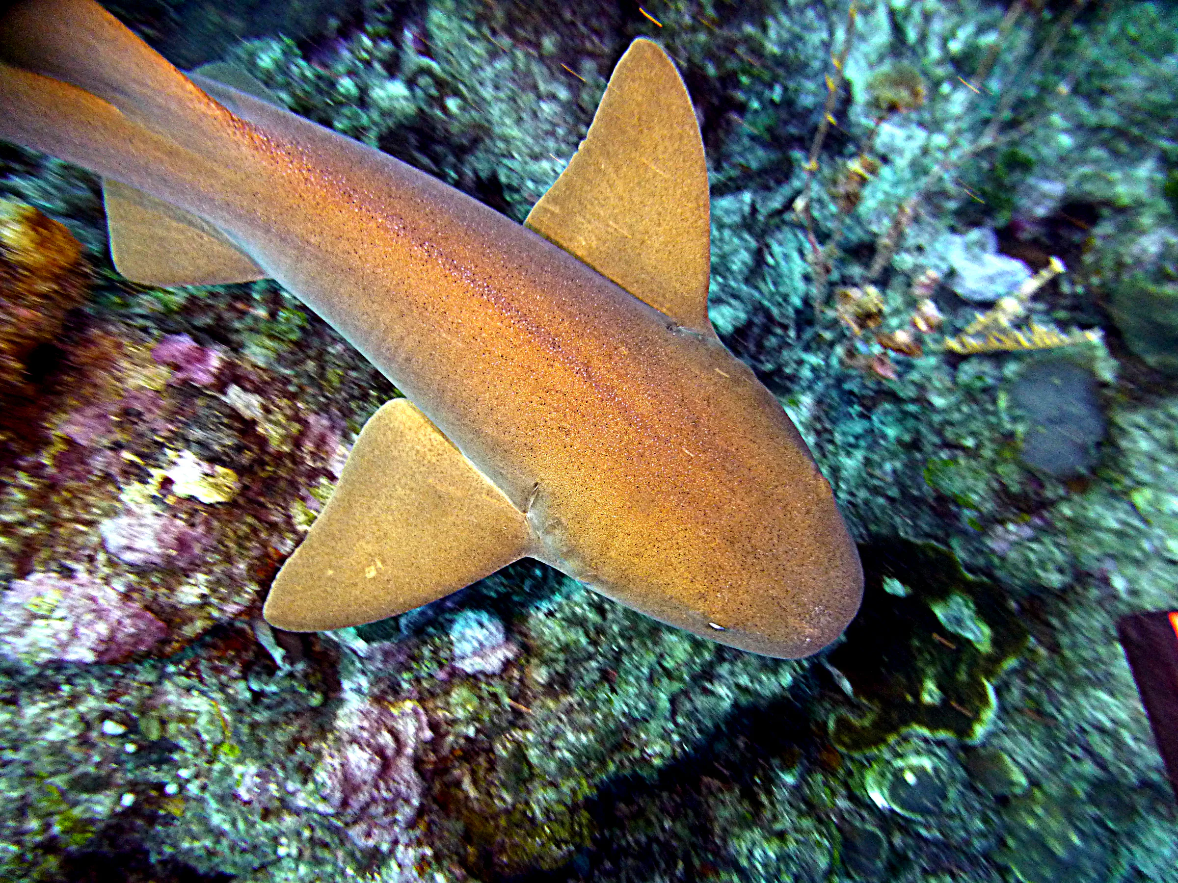Nurse Shark, Belize, 2017