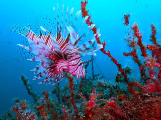 Underwater photograph by Joel Bergsma