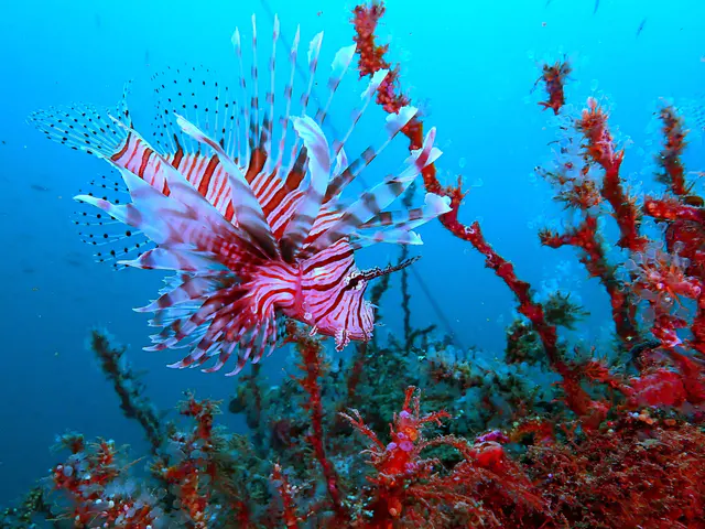 Underwater photograph by Joel Bergsma