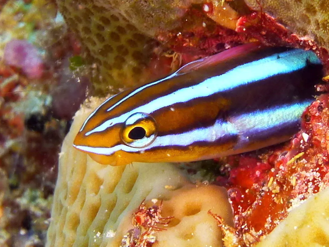 Blenny, Palau, 2016