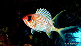 Underwater photograph by Joel Bergsma