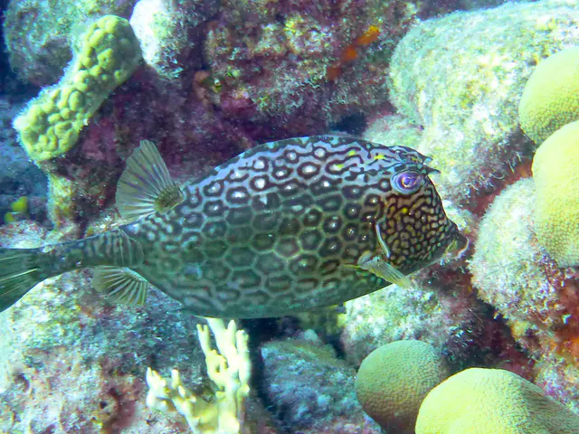 Underwater photograph by Joel Bergsma
