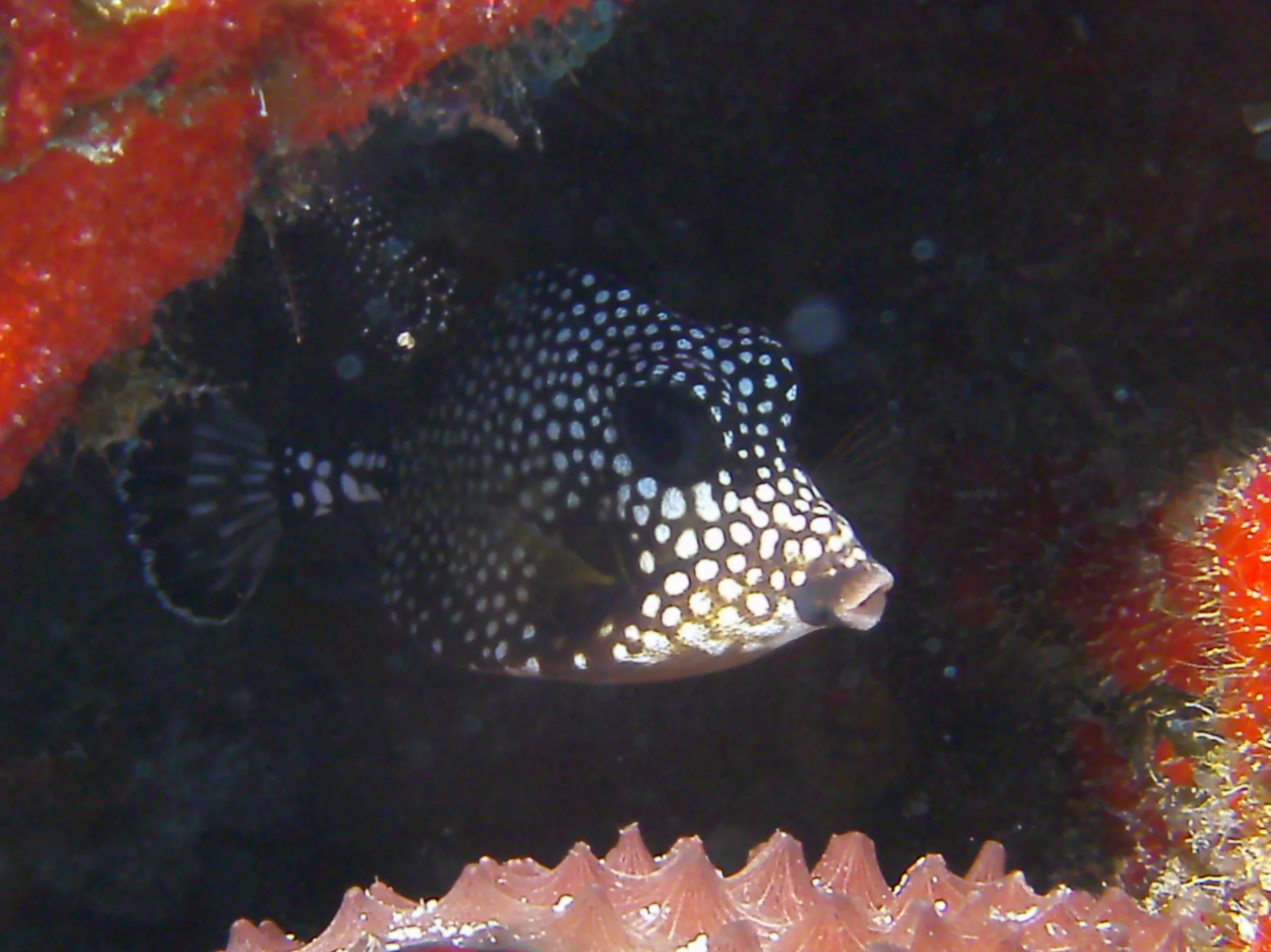 Smooth Trunkfish