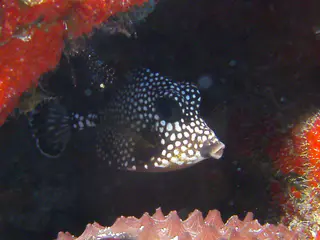 Smooth Trunkfish