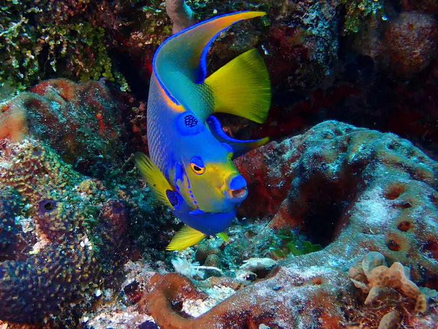 Underwater photograph by Joel Bergsma