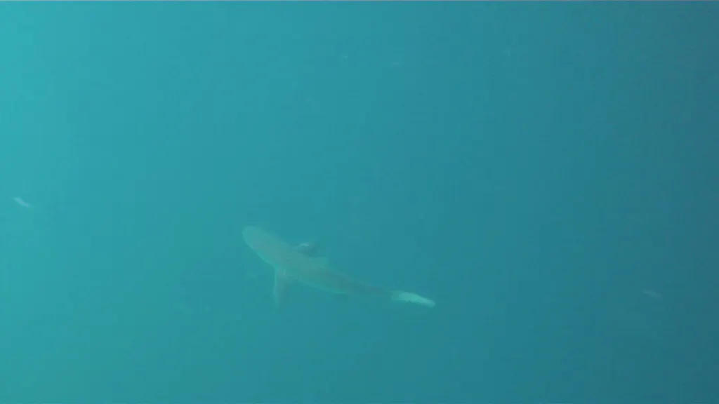 Sharks.  3 minute video.