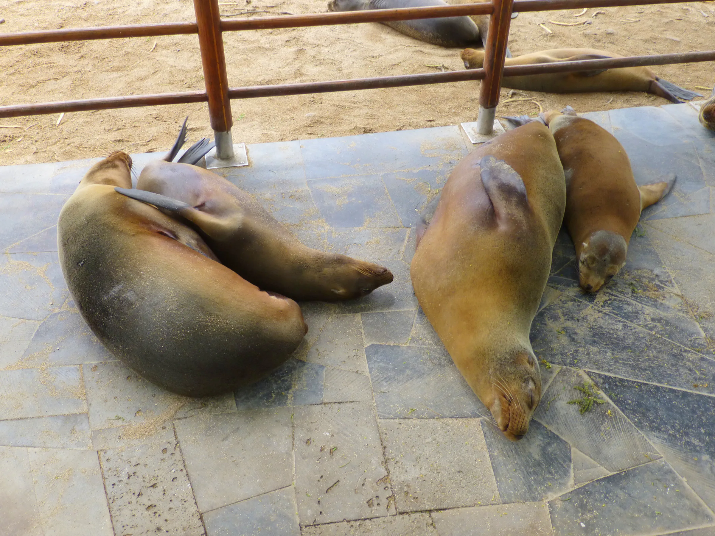 Sea Lions snooze on the walkway beside their sandy beach. Puerto Baquerizo Moreno, San Cristobal Island.