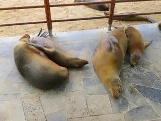 Sea Lions snooze on the walkway beside their sandy beach.  Puerto Baquerizo Moreno, San Cristobal Island.