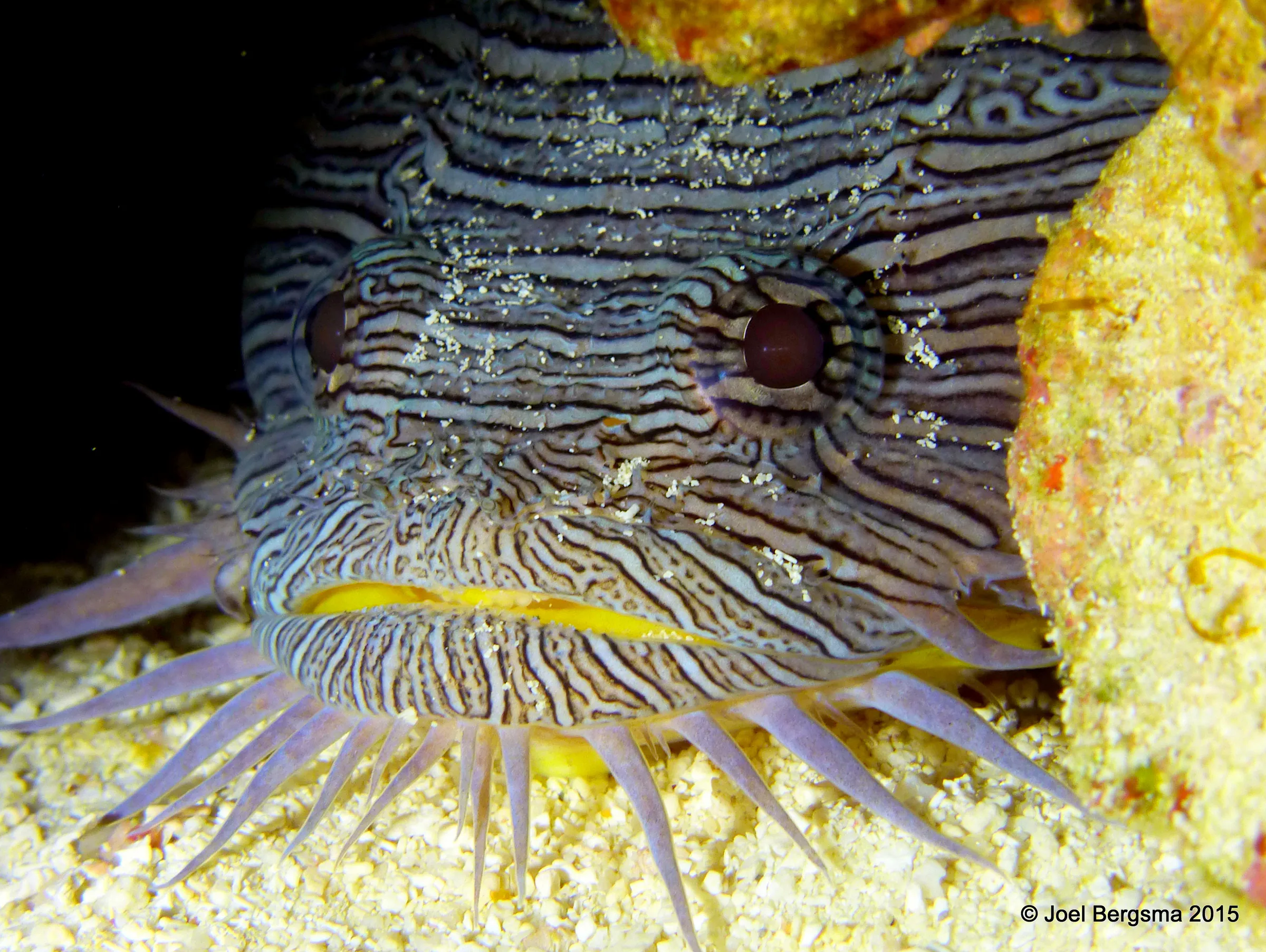 Cozumel underwater photograph, 2015