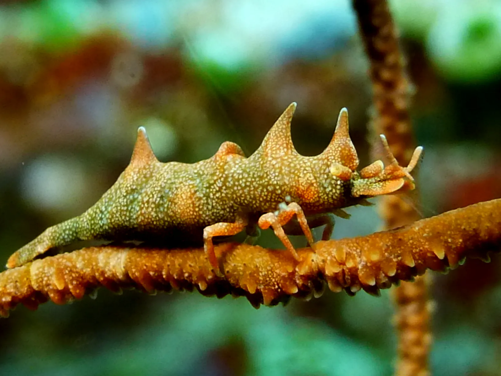 Rhinopias, Philippines, 2014
