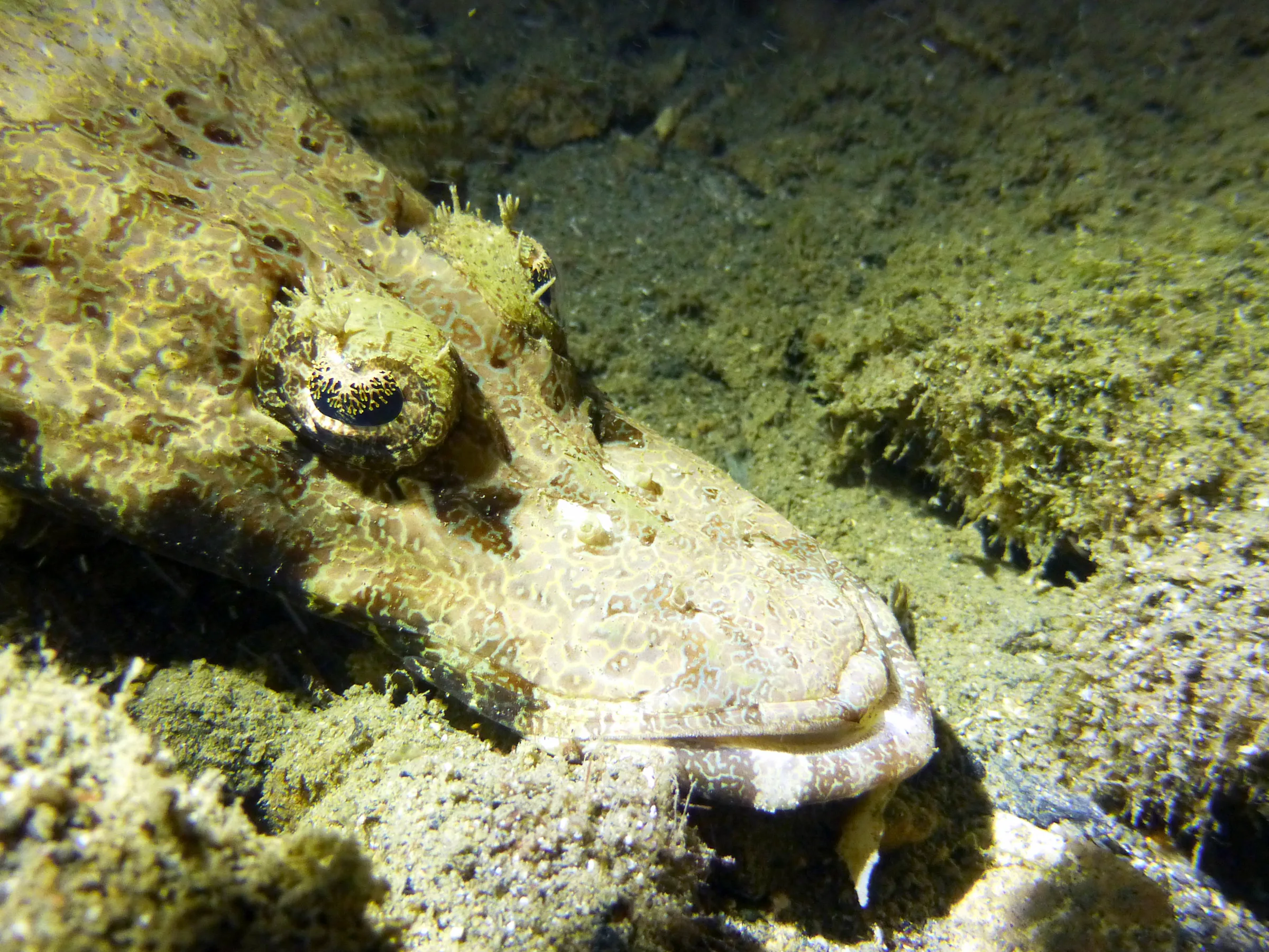Crocodilefish, Palau, 2013