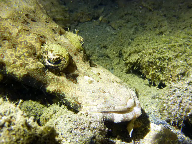 Underwater photograph by Joel Bergsma