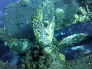 Underwater photograph by Joel Bergsma