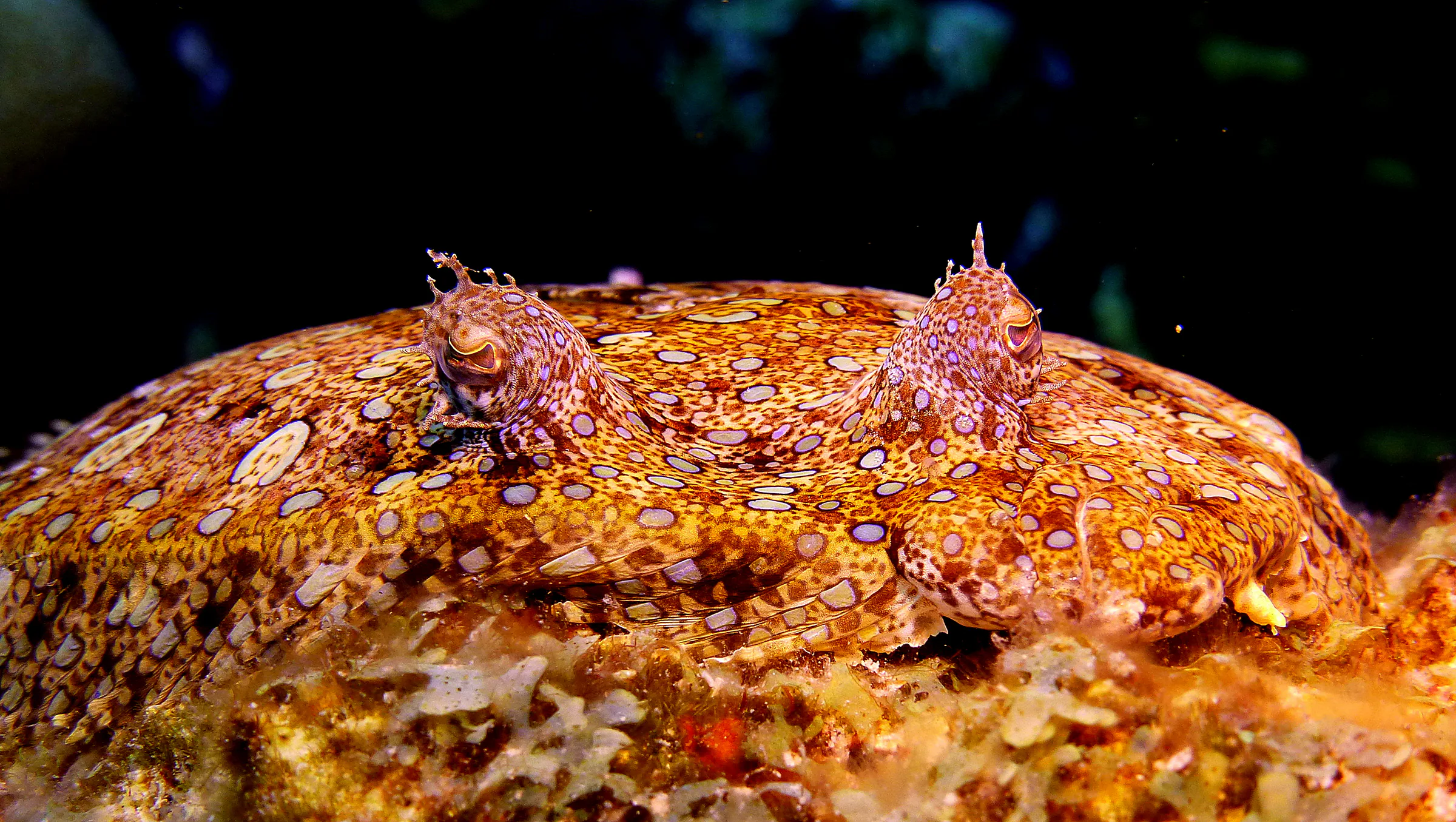 Flounder, Bonaire, 2015