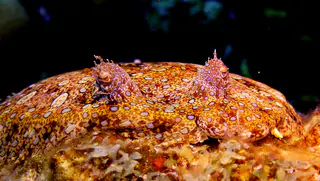Underwater photograph by Joel Bergsma