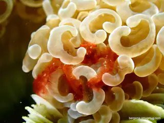 Underwater photograph by Joel Bergsma