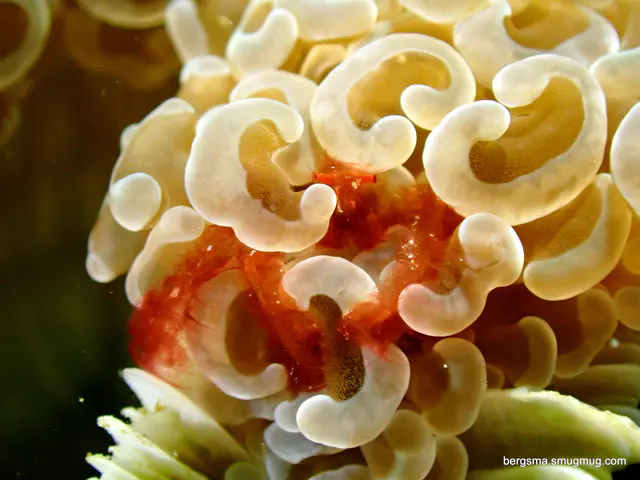 Underwater photograph by Joel Bergsma