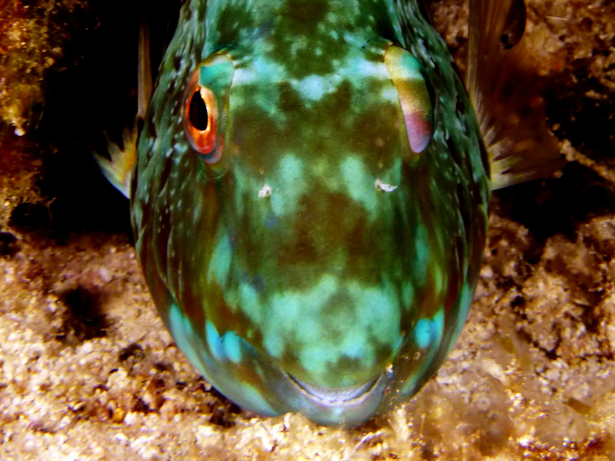 Parrotfish, Cozumel, 2014