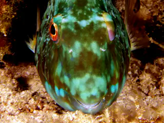 Underwater photograph by Joel Bergsma