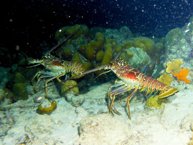 Underwater photograph by Joel Bergsma
