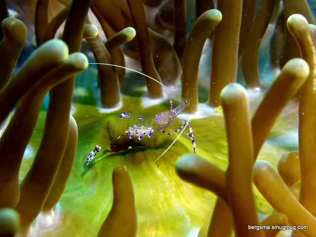 Underwater photograph by Joel Bergsma