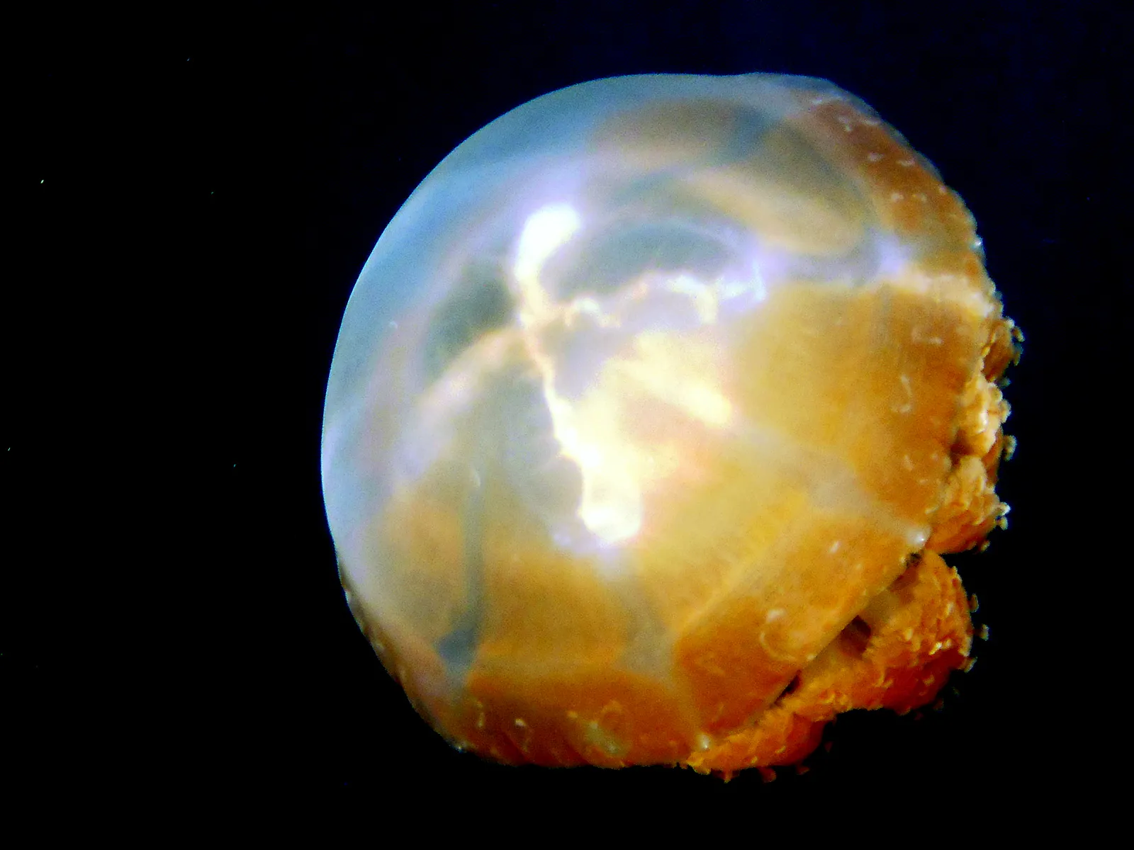 Golden Jellyfish.