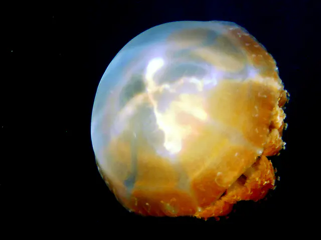 Golden Jellyfish.