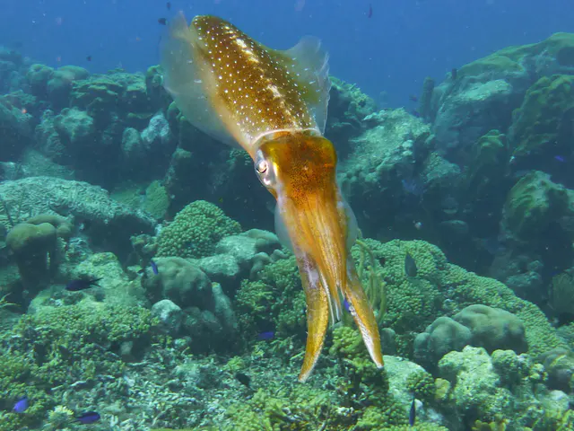 Underwater photograph by Joel Bergsma
