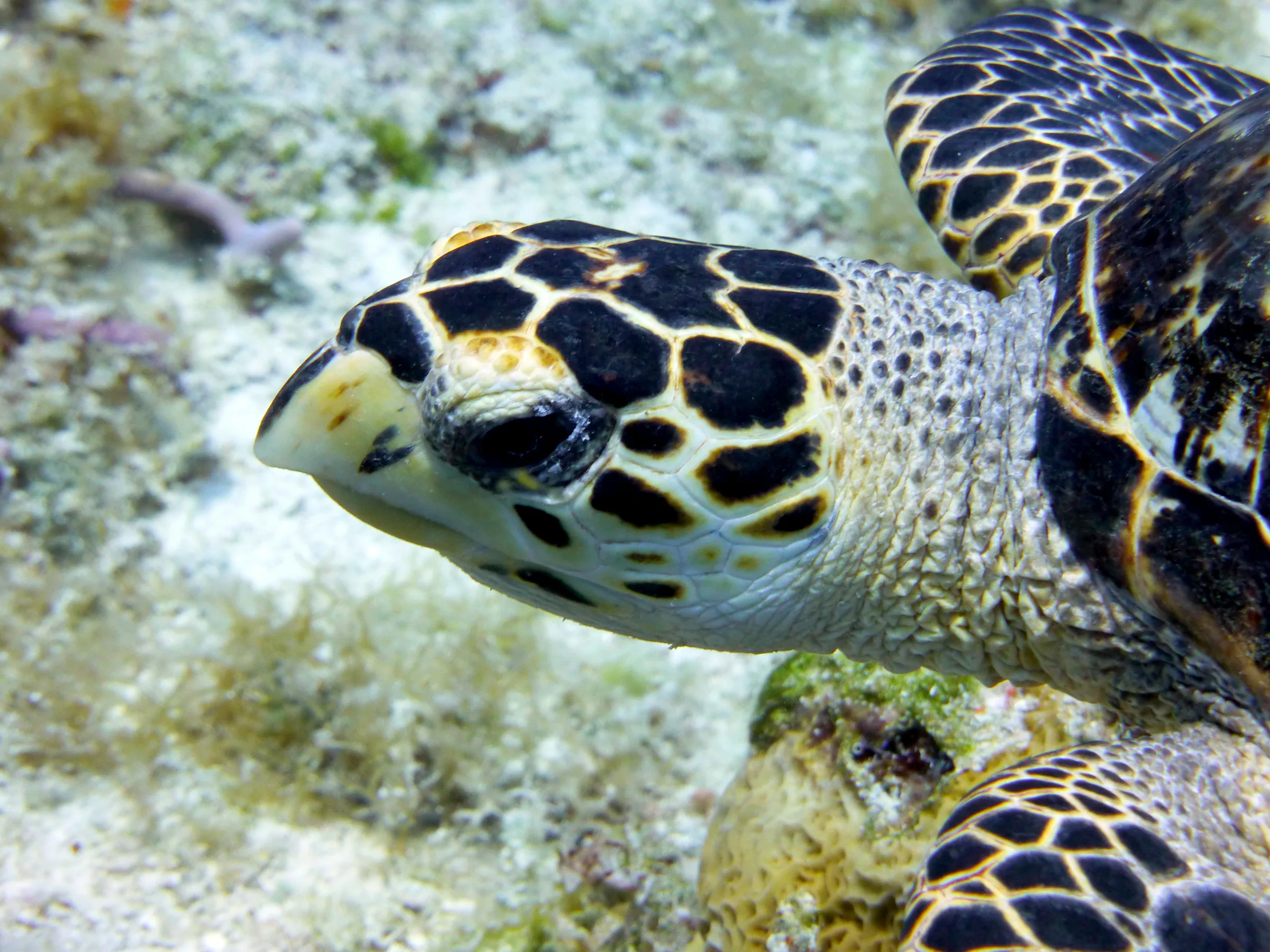 Hawksbill Turtle, Cozumel, 2013
