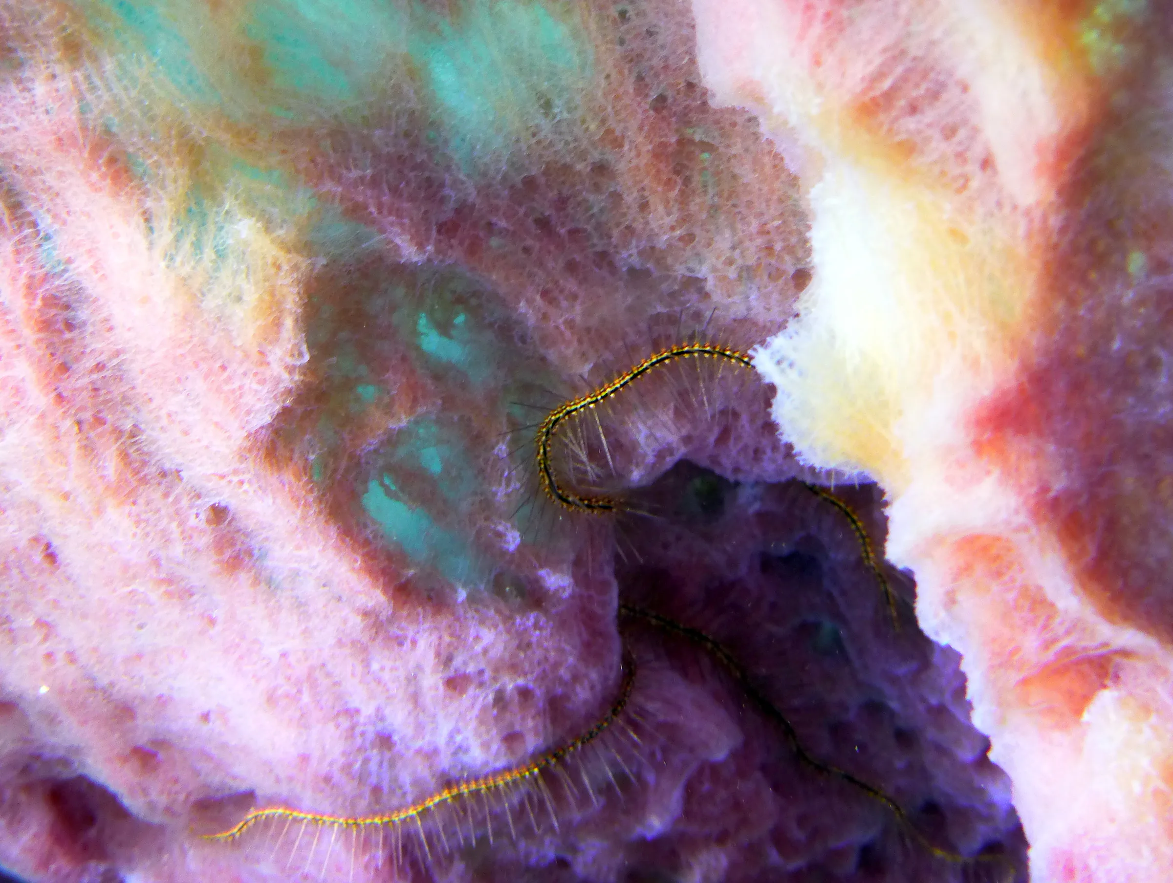 Worm, Bonaire, 2013