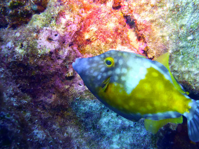Underwater photograph by Joel Bergsma