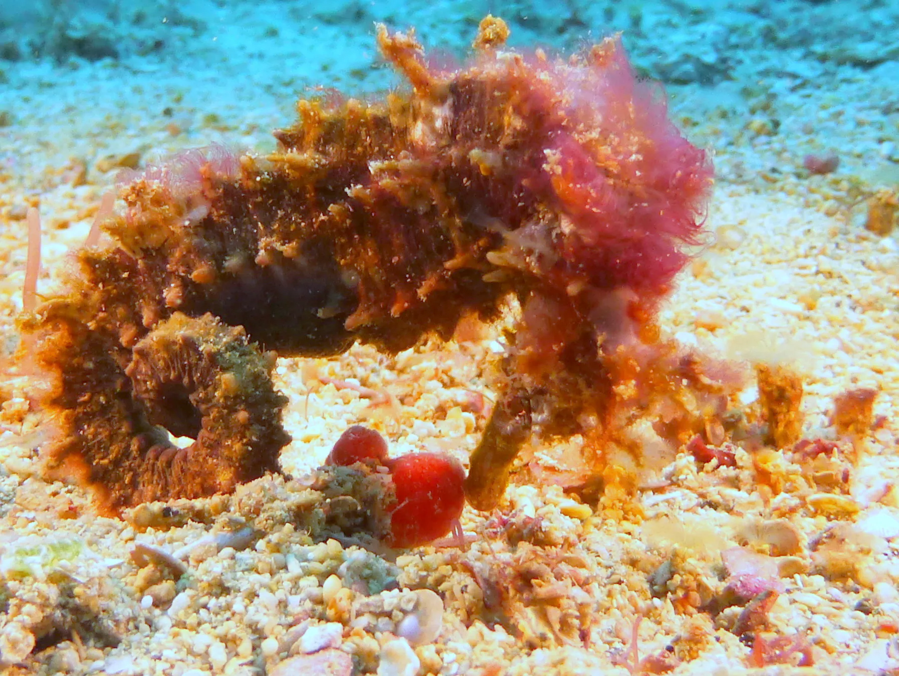 Seahorse, Philippines, 2014