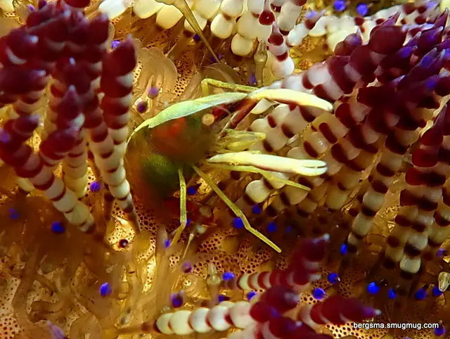 Underwater photograph by Joel Bergsma