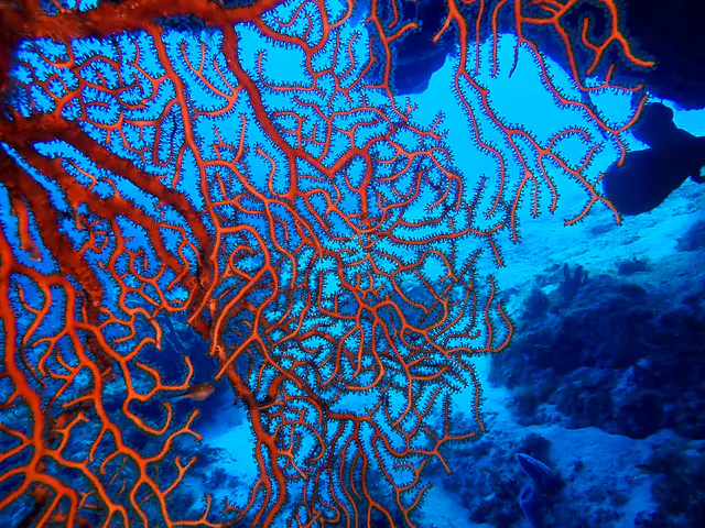 Underwater photograph by Joel Bergsma