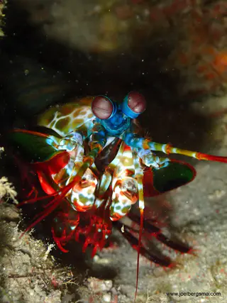 Underwater photograph by Joel Bergsma