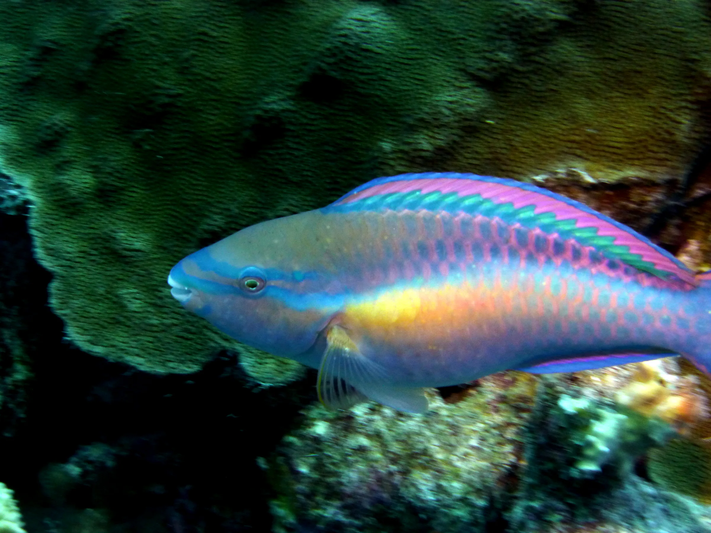 Parrotfish, Bonaire, 2013