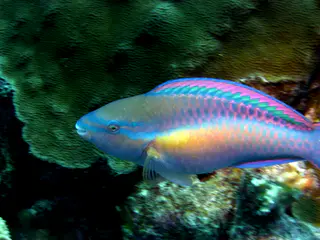 Underwater photograph by Joel Bergsma