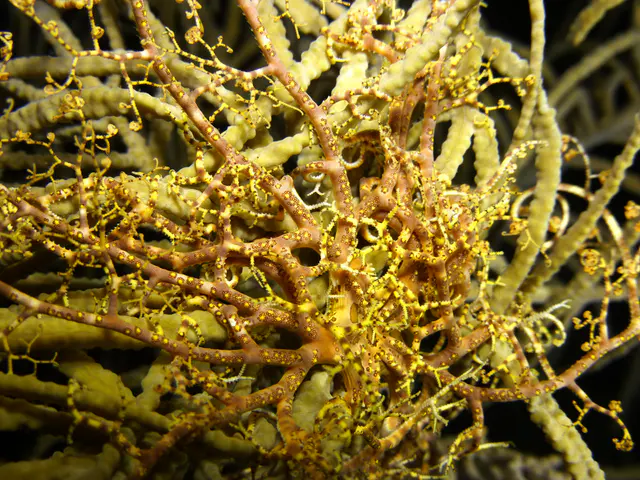 Underwater photograph by Joel Bergsma