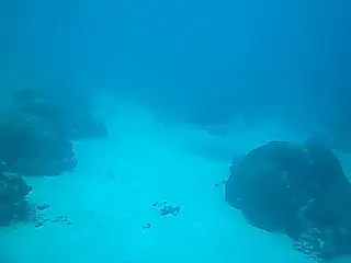 Manta ray at a German Channel cleaning station. 40 second Video.