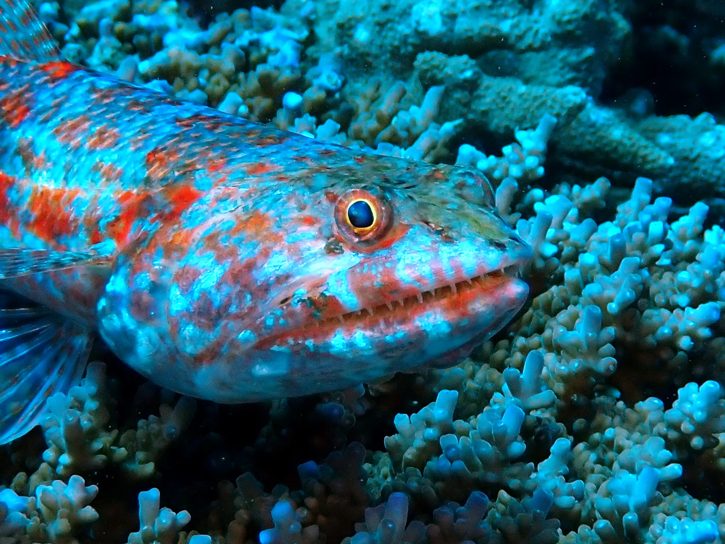 Philippines underwater photograph, 2024