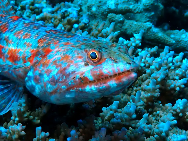 Underwater photograph by Joel Bergsma
