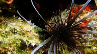 Underwater photograph by Joel Bergsma