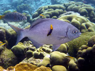 Underwater photograph by Joel Bergsma