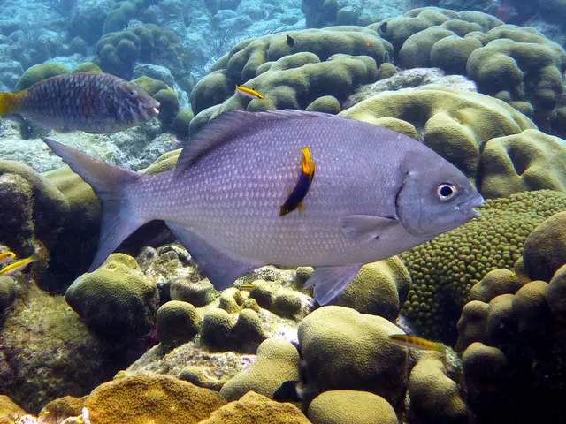 Underwater photograph by Joel Bergsma