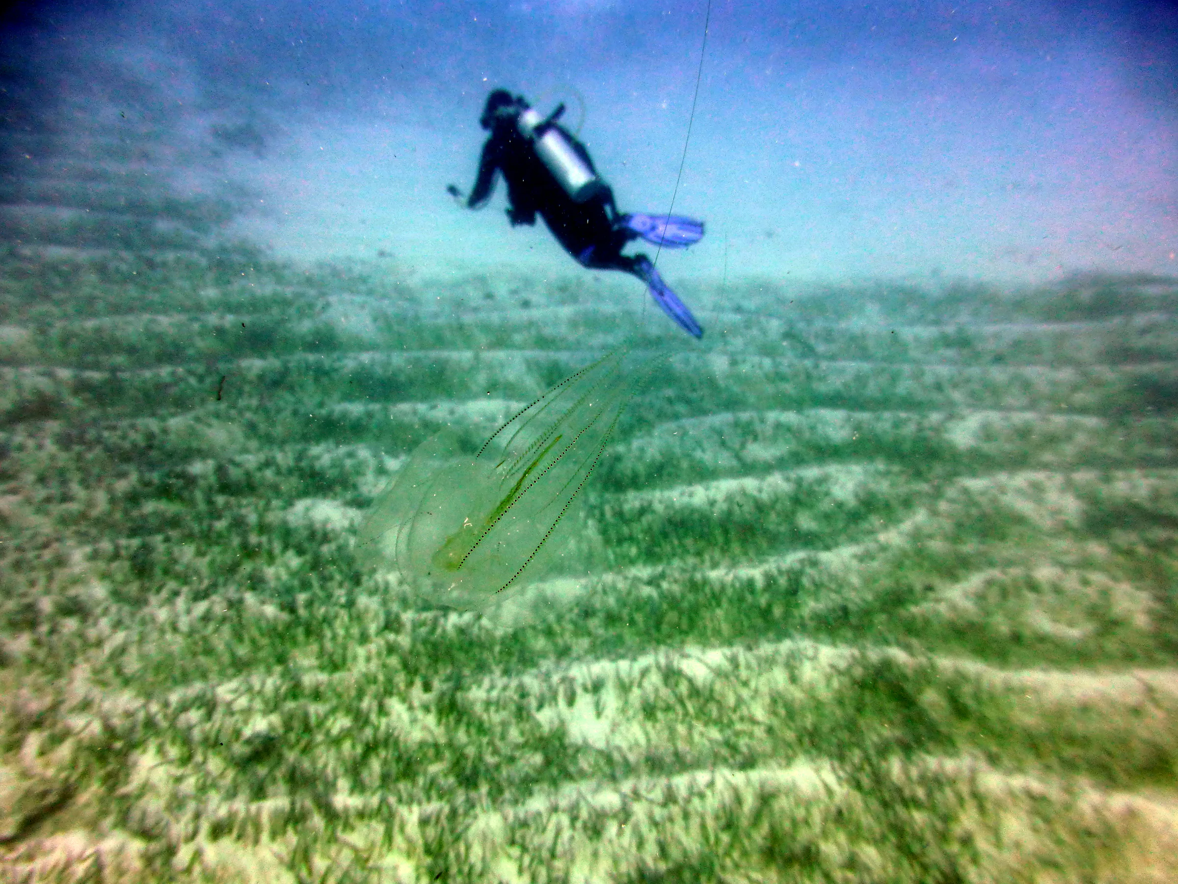 Belize underwater photograph, 2017
