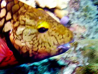 Underwater photograph by Joel Bergsma
