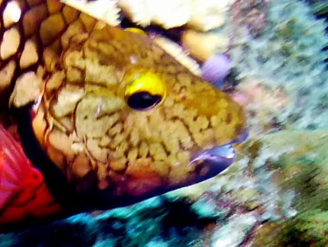 Underwater photograph by Joel Bergsma